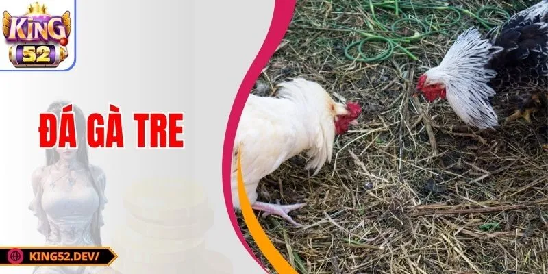 Đá Gà Tre KING52| Bộ Môn Giải Trí, Cá Cược Cuốn Hút 2025