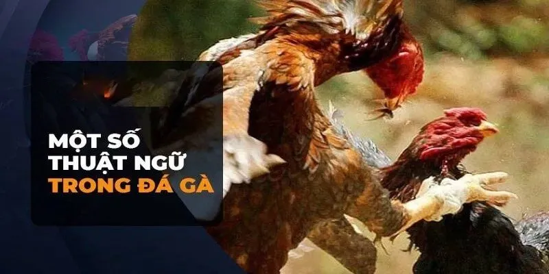 Thuật ngữ trong đá gà đối với sư kê